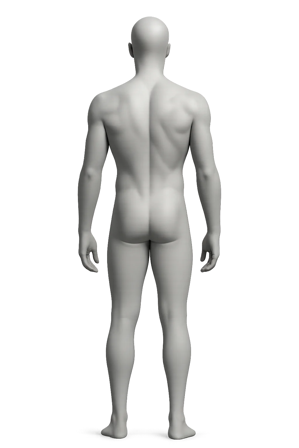 Human body back view